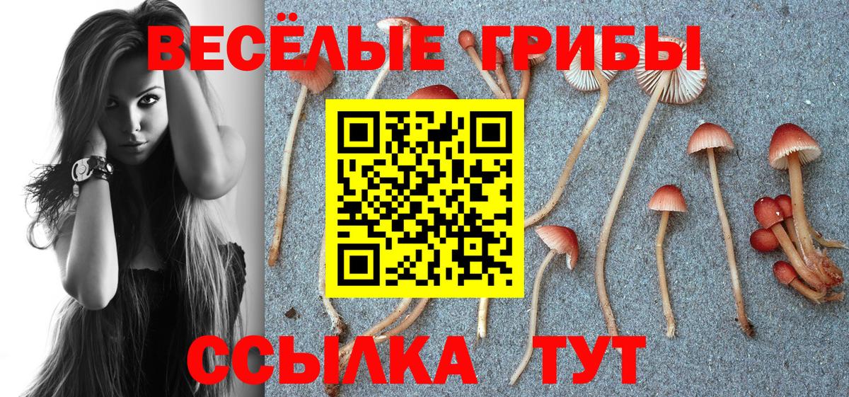 Алексин  Галлюциногенные грибы мицелий  Галлюциногенные грибы Psilocybe  Вход с VPN 