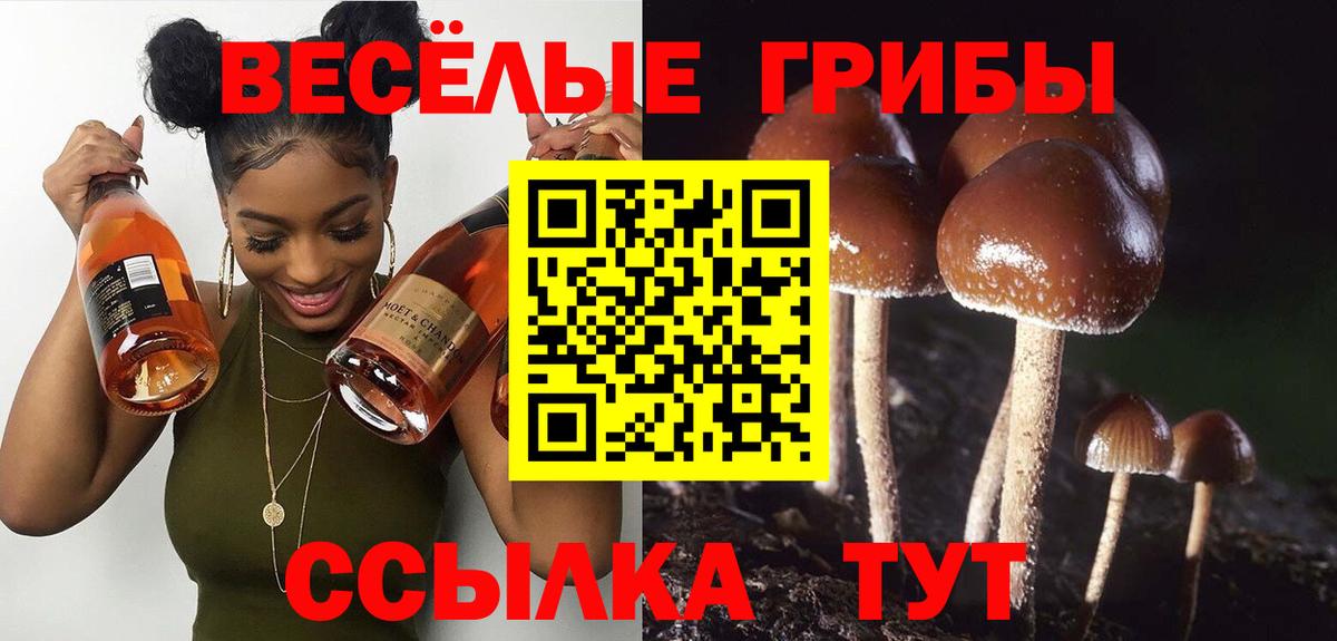 Псилоцибиновые грибы мицелий Алексин